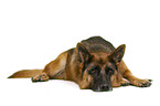 German Shepherd Dog in front of white background