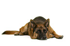 German Shepherd Dog in front of white background