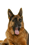 German Shepherd Dog in front of white background