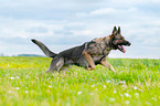 running German Shepherd