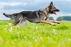 running German Shepherd