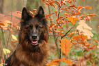 German Shepherd Portrait