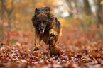 running German Shepherd