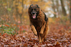 running German Shepherd