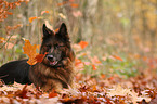 lying German Shepherd