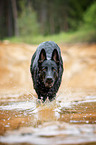 running German Shepherd