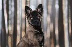 young German Shepherd in the forest