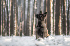 young German Shepherd in the snow