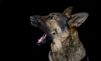 German Shepherd Portrait