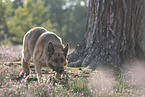 walking German Shepherd