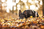 German shepherd dog in autumn