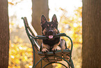 German shepherd dog in autumn