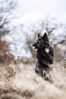 black German Shepherd