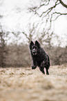 black German Shepherd