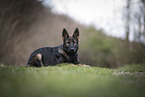 young German Shepherd