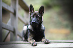 young German Shepherd