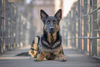 German Shepherd in the city