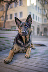 German Shepherd in the city