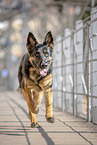 German Shepherd in the city