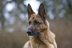 German Shepherd Portrait