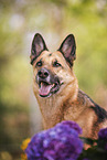 male German Shepherd