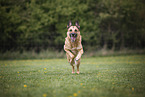 male German Shepherd