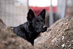 black German Shepherd