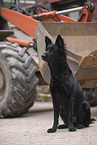 black German Shepherd