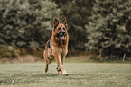 German Shepherd