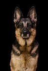 adult German Shepherd