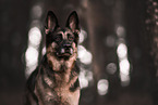 adult German Shepherd