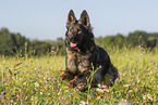 German Shepherd in summer