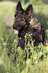 German Shepherd in summer