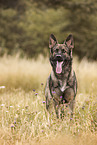 adult German Shepherd