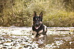 adult German Shepherd