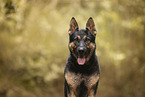 adult German Shepherd