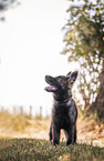 German Shepherd Puppy