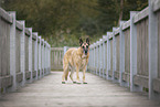 old German Shepherd