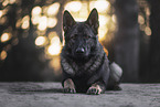 German Shepherd