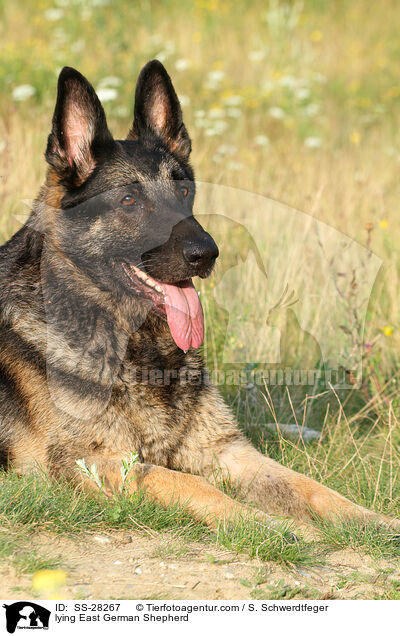 liegender Deutscher Schferhund DDR / lying East German Shepherd / SS-28267