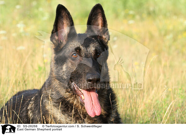 East German Shepherd portrait / SS-28268