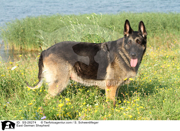 Deutscher Schferhund DDR / East German Shepherd / SS-28274
