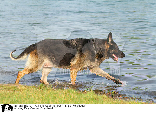 rennender Deutscher Schferhund DDR / running East German Shepherd / SS-28276