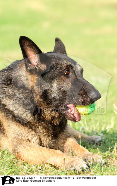 lying East German Shepherd / SS-28277