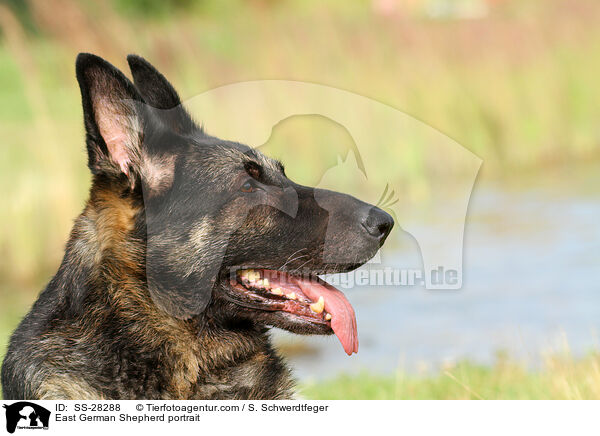 Deutscher Schferhund DDR Portrait / East German Shepherd portrait / SS-28288