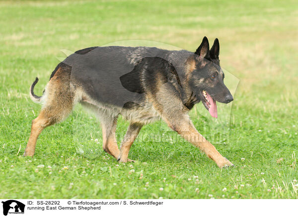 rennender Deutscher Schferhund DDR / running East German Shepherd / SS-28292