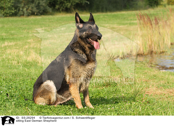 sitzender Deutscher Schferhund DDR / sitting East German Shepherd / SS-28294