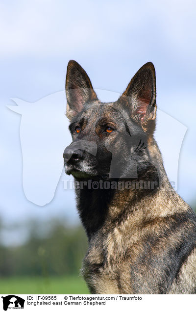 longhaired east German Shepherd / IF-09565