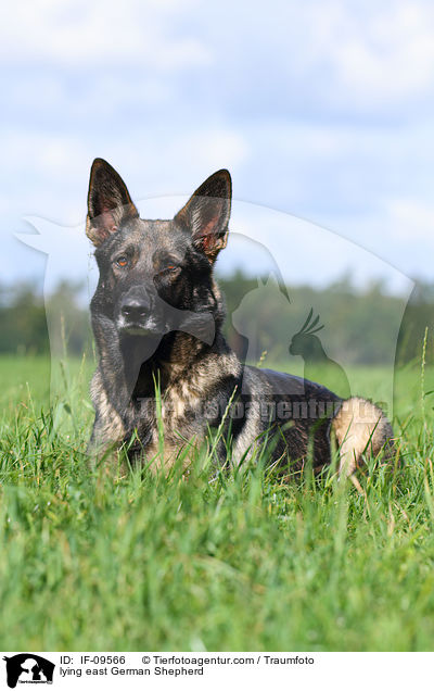 lying east German Shepherd / IF-09566