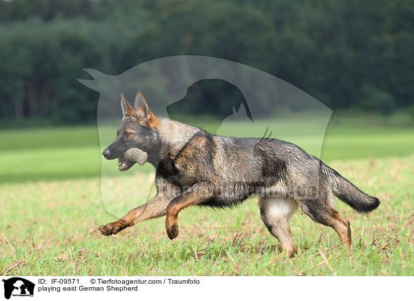 playing east German Shepherd / IF-09571